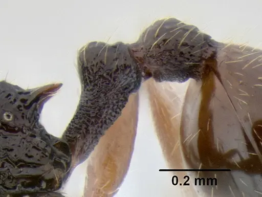 Stenamma cusuco - CASENT0622137