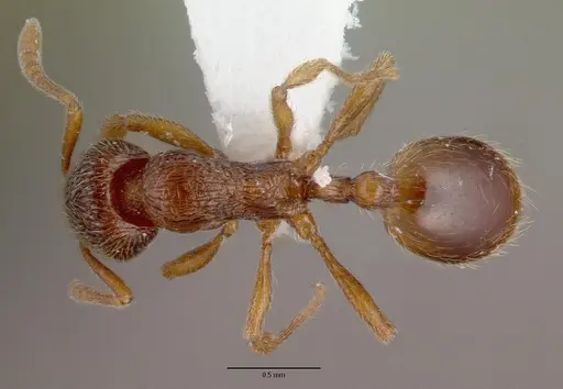 Stenamma debile specimen