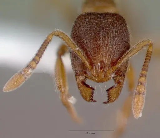 Stenamma debile specimen