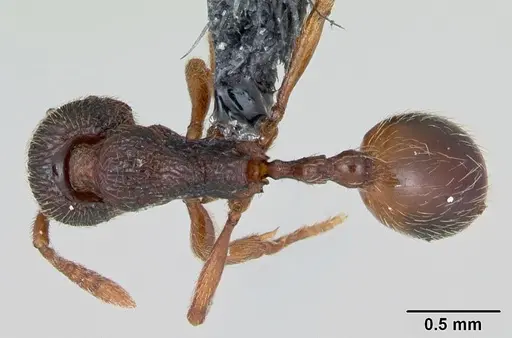 Stenamma debile - CASENT0173189