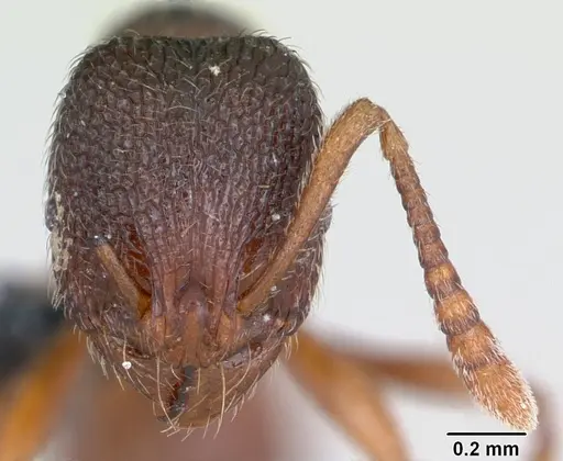 Stenamma debile - CASENT0173189