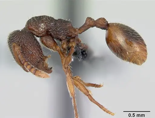 Stenamma debile - CASENT0173189