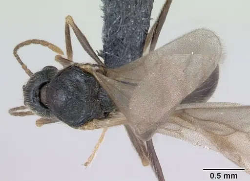 Stenamma debile - CASENT0173193