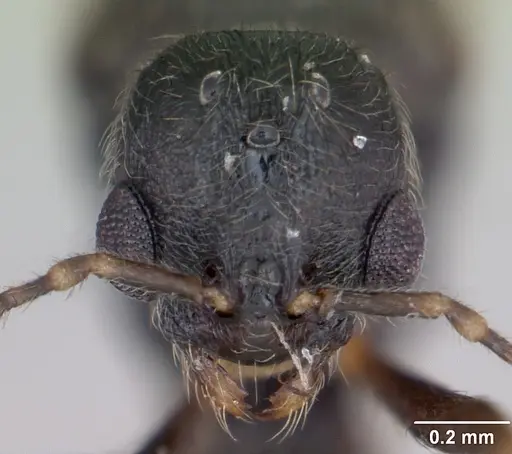 Stenamma debile - CASENT0173193