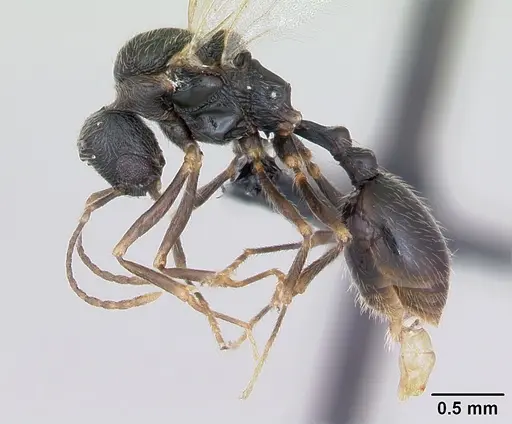 Stenamma debile - CASENT0173193