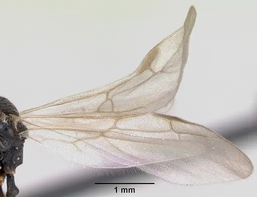 Stenamma debile - CASENT0173193