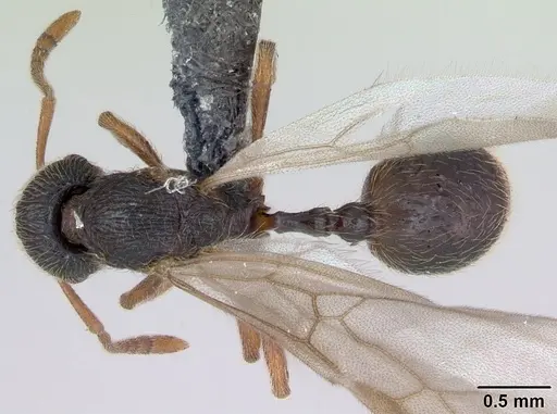 Stenamma debile - CASENT0173194