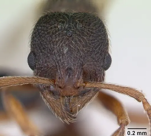 Stenamma debile - CASENT0173194