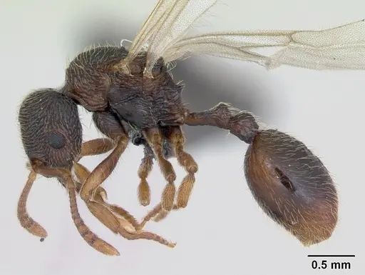 Stenamma debile - CASENT0173194