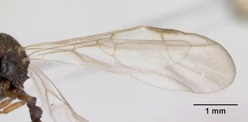 Stenamma debile - CASENT0173194