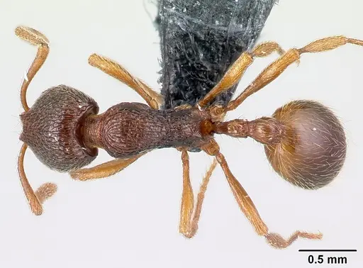 Stenamma debile - CASENT0179908