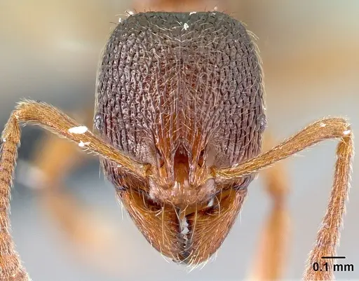 Stenamma debile - CASENT0179908