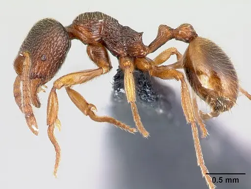 Stenamma debile - CASENT0179908