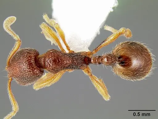 Stenamma debile - CASENT0605171