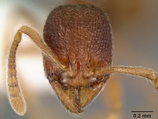 Stenamma debile - CASENT0605171