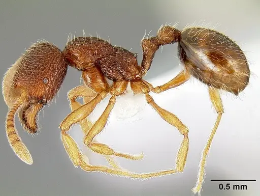 Stenamma debile - CASENT0605171