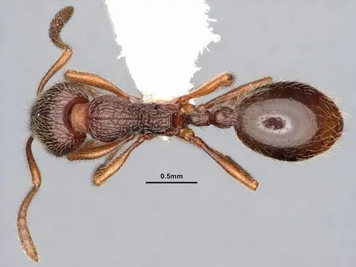 Stenamma debile - CASENT0884269