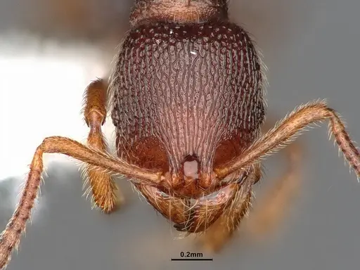 Stenamma debile - CASENT0884269