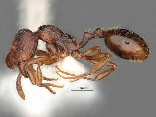 Stenamma debile - CASENT0884269