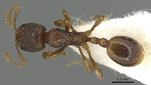 Stenamma debile - CASENT0915430