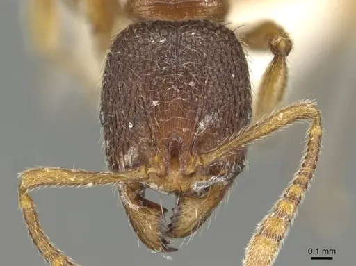 Stenamma debile - CASENT0915430