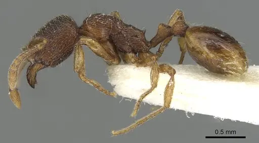 Stenamma debile - CASENT0915430