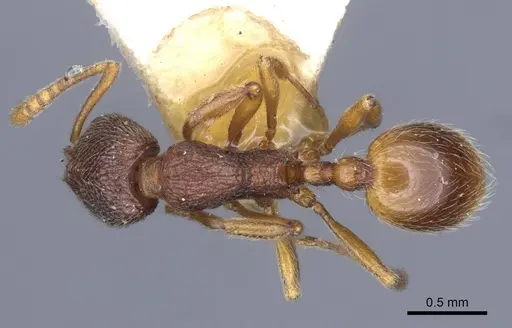 Stenamma debile - CASENT0916916