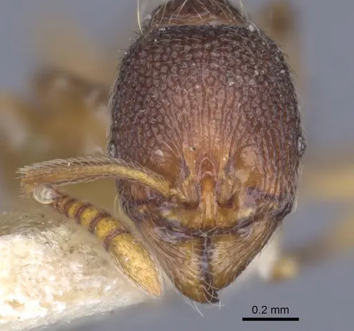 Stenamma debile - CASENT0916916