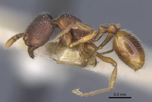 Stenamma debile - CASENT0916916