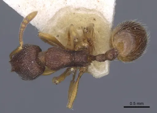 Stenamma debile - CASENT0916917