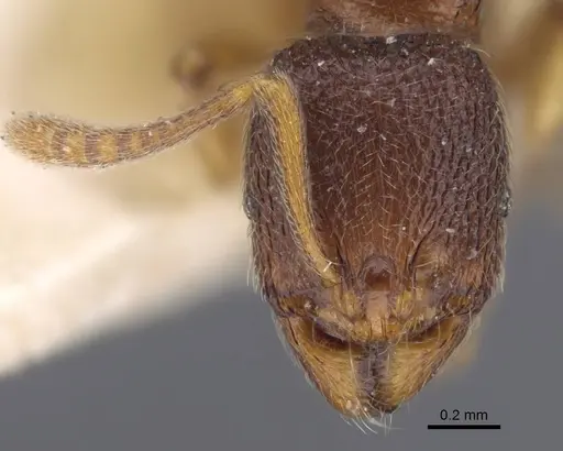 Stenamma debile - CASENT0916917