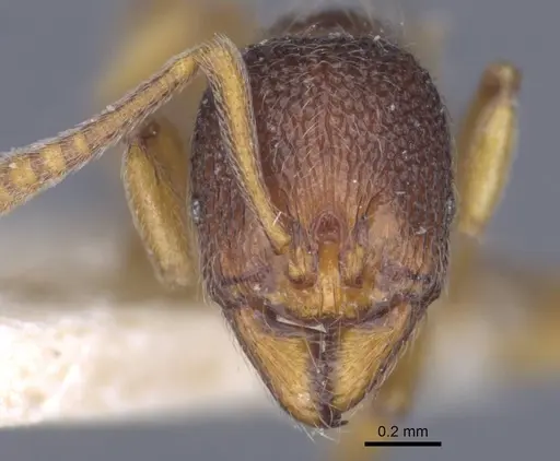 Stenamma debile - CASENT0916917