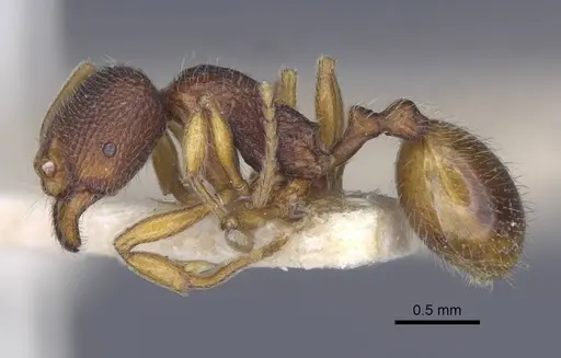 Stenamma debile - CASENT0916917