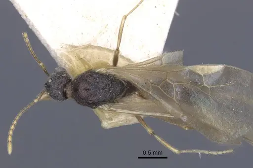 Stenamma debile - CASENT0916919