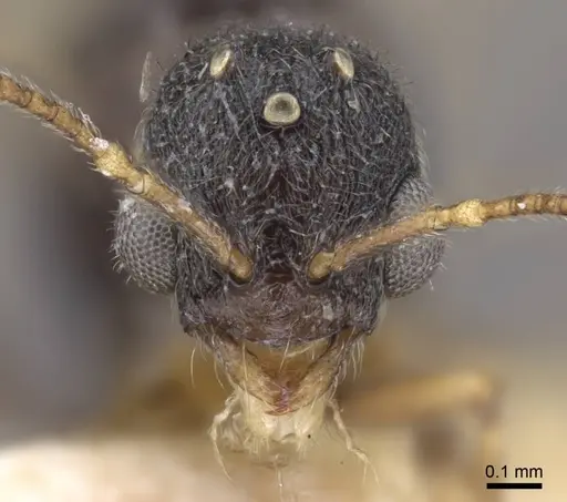 Stenamma debile - CASENT0916919