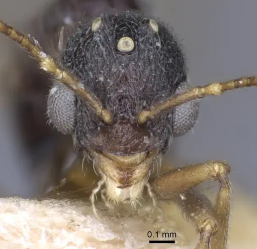 Stenamma debile - CASENT0916919