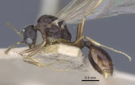 Stenamma debile - CASENT0916919