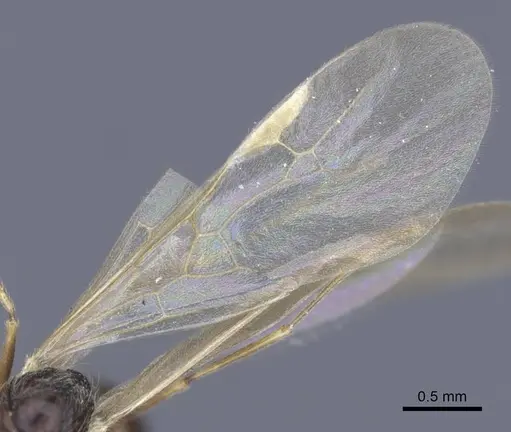 Stenamma debile - CASENT0916919