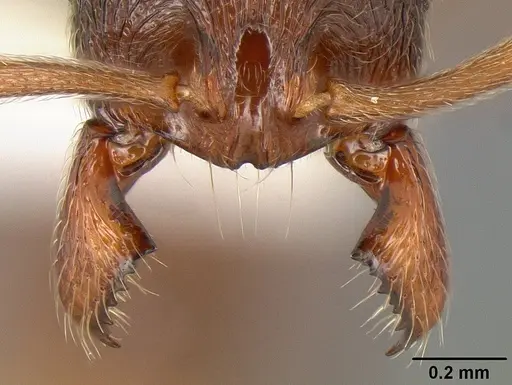 Stenamma diecki specimen