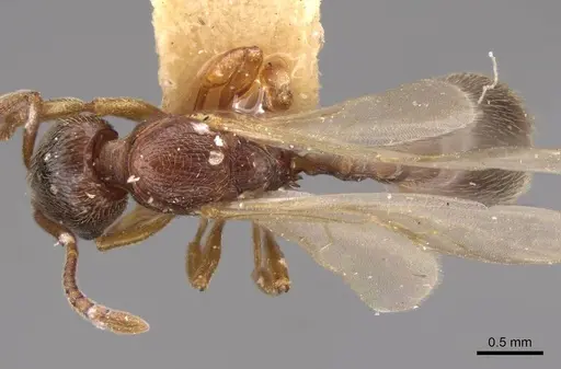 Stenamma diecki - CASENT0248398