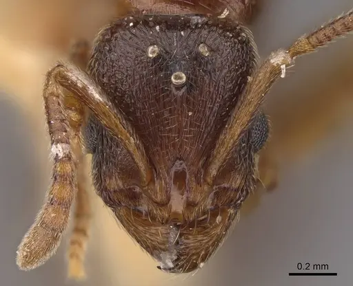 Stenamma diecki - CASENT0248398