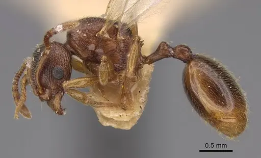 Stenamma diecki - CASENT0248398