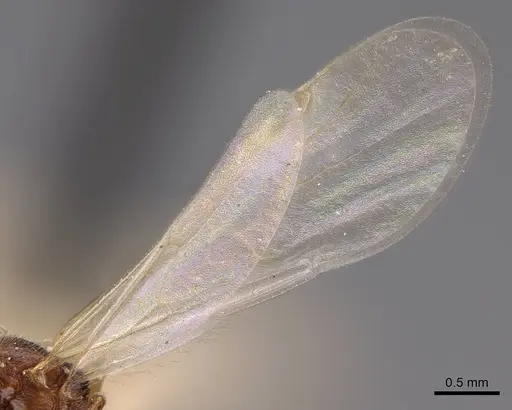 Stenamma diecki - CASENT0248398