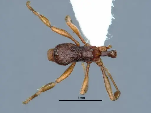 Stenamma diecki - CASENT0761109