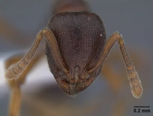 Stenamma diecki - CASENT0761109