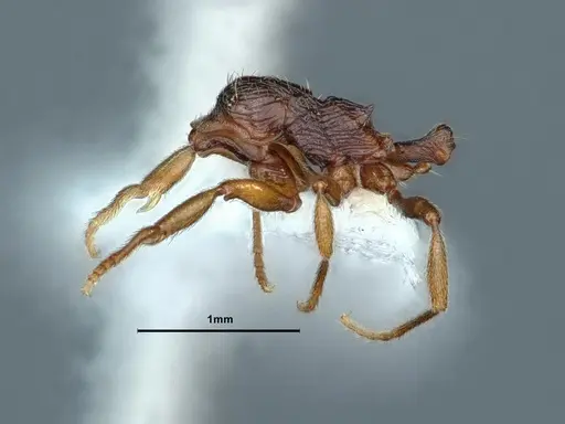 Stenamma diecki - CASENT0761109