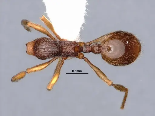 Stenamma diecki - CASENT0842372