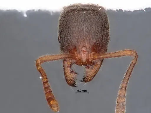 Stenamma diecki - CASENT0842372