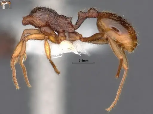 Stenamma diecki - CASENT0842372