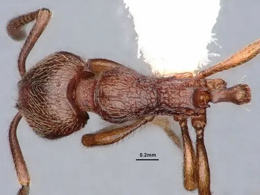 Stenamma diecki - CASENT0843611